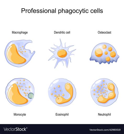 phbago|list of phagocytes.